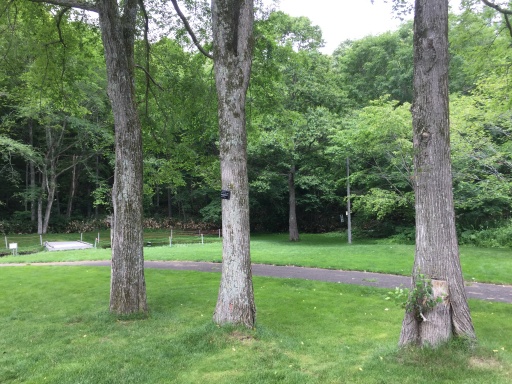 北広島市自然の森キャンプ場のキャンプサイト